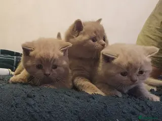 British Shorthair cats for sale: Brithish shorthair kittens - Advert 1