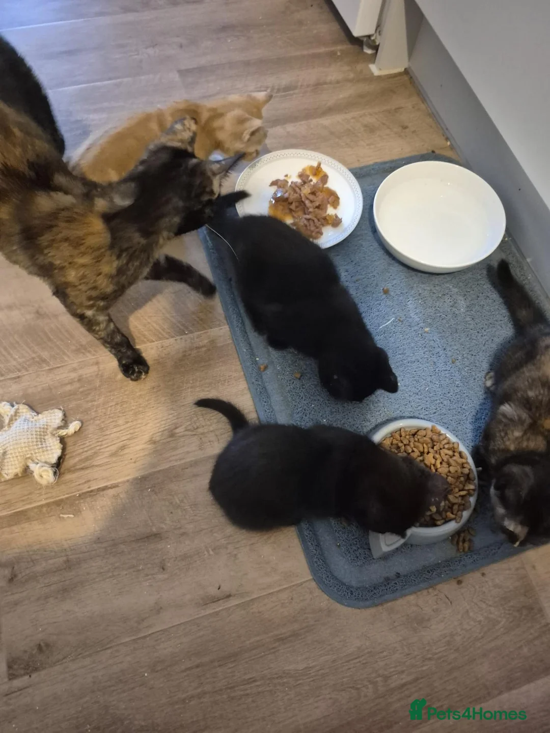Mixed Breed cats for sale: Three little kittens looking for home in Bury Saint Edmunds - Advert 5