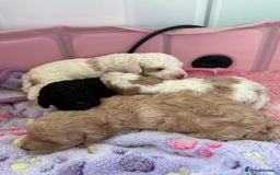 Cockapoo dogs for sale: F1BB Toy Cockapoo puppies - Image 17