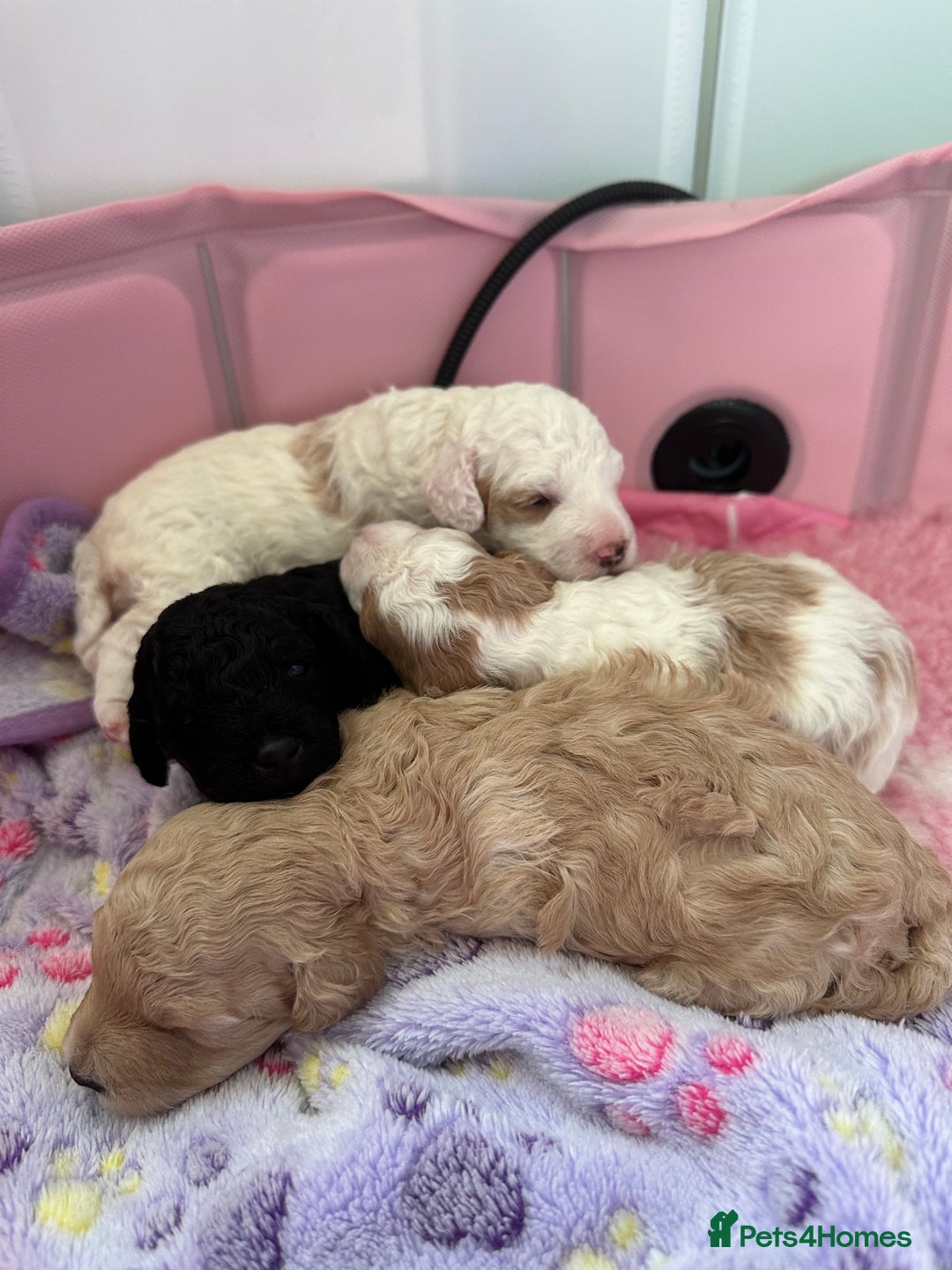 Cockapoo dogs for sale: F1BB Toy Cockapoo puppies - Image 17