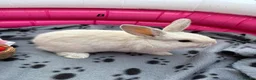 Mini Lop rabbits for sale: 🐰 Beautiful Mini Lop Baby Bunnies –Ready to go 🐰 - Advert 22
