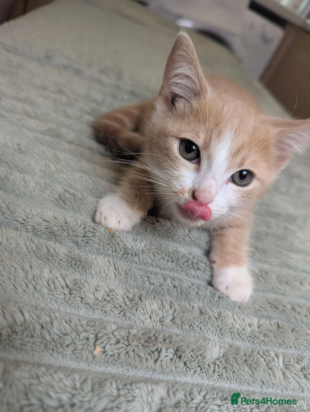 Mixed Breed cats for sale: Three male kittens - Advert 2