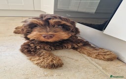 Cockapoo dogs for stud: Gorgeous Toy Cockapoo Stud - Image 6