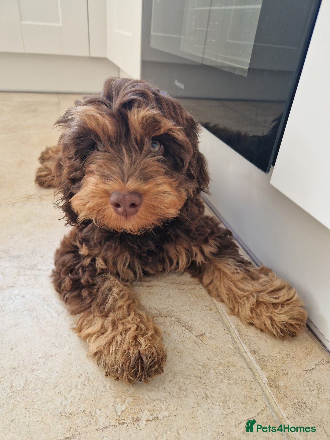 Cockapoo dogs for stud: Gorgeous Toy Cockapoo Stud - Image 6