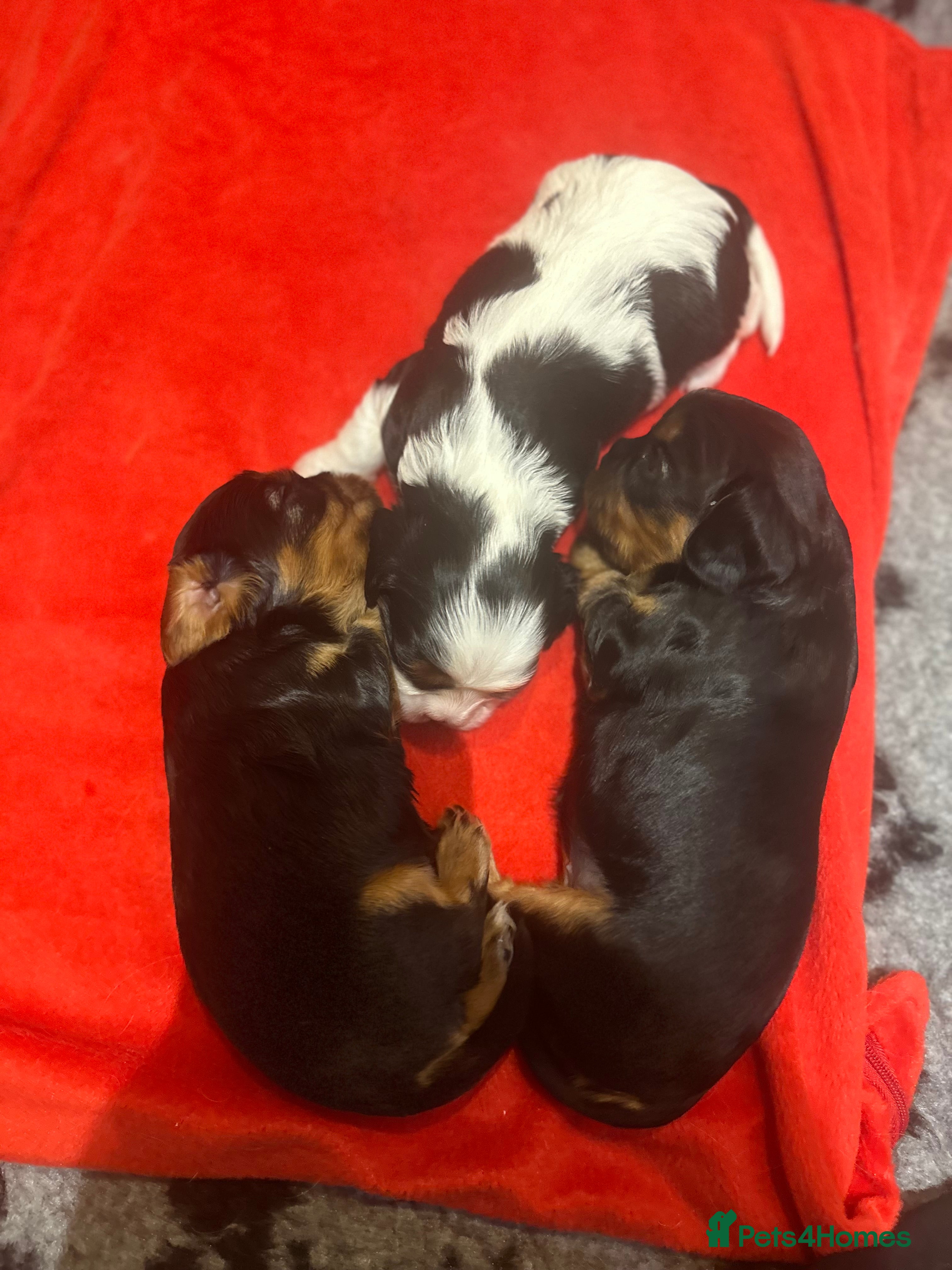 Cavalier King Charles Spaniel dogs Pure breed cavalier King Charles puppies - Advert 11