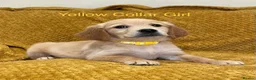 Golden Retriever dogs for sale: Quality litter of KC reg Golden Retriever puppies - Advert 17