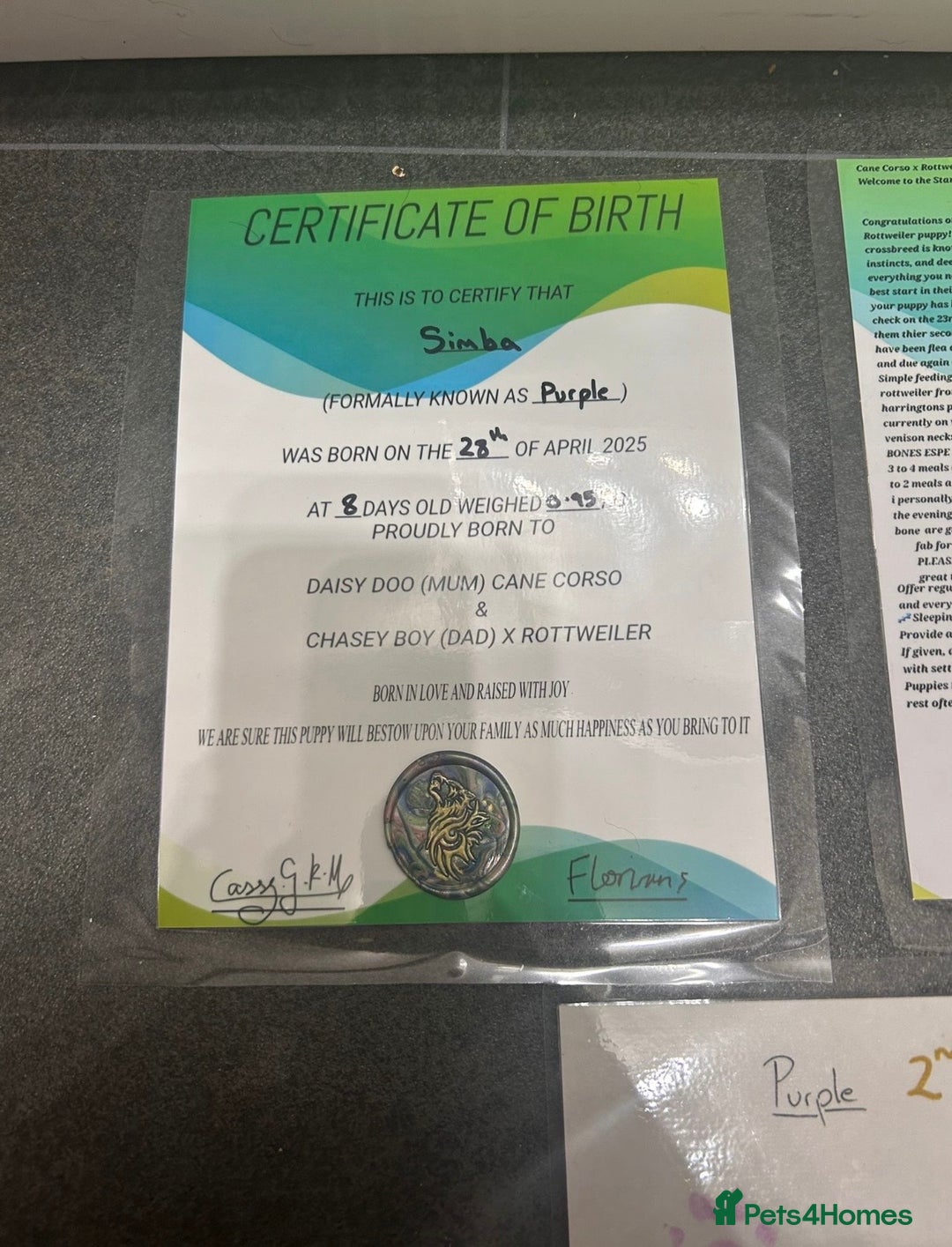 Mixed Breed dogs for sale: 8 month old male cane corso for new loving home - Advert 19