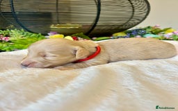 Miniature Dachshund dogs for sale: Cream Litter 5 Star Breeder ⭐️⭐️⭐️⭐️⭐️  - Image 3