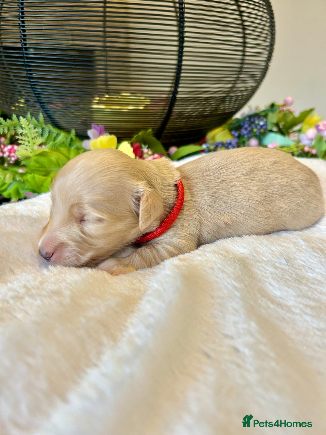 Miniature Dachshund dogs for sale: Cream Litter 5 Star Breeder ⭐️⭐️⭐️⭐️⭐️  - Image 3