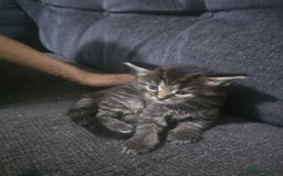 Maine Coon cats for sale: 3 lynx mainecoon kittens ready for forever homes - Image 3