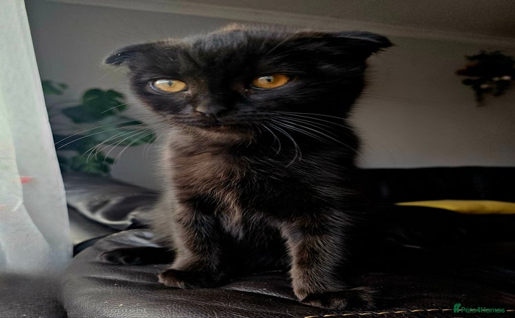 Mixed Breed cats - Advert 11