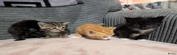American Shorthair cats for sale: Beautiful American Shorthair Cross Kittens  - Advert 7