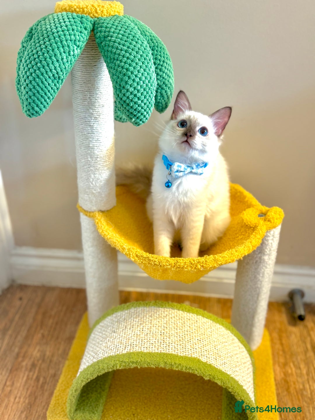 Ragdoll cats for sale: Show Quality TICA Reg Kittens - Champ Bloodline  - Image 9