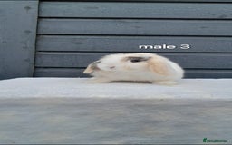 Mini Lop rabbits for sale: Purebred mini lops ready now  - Advert 10