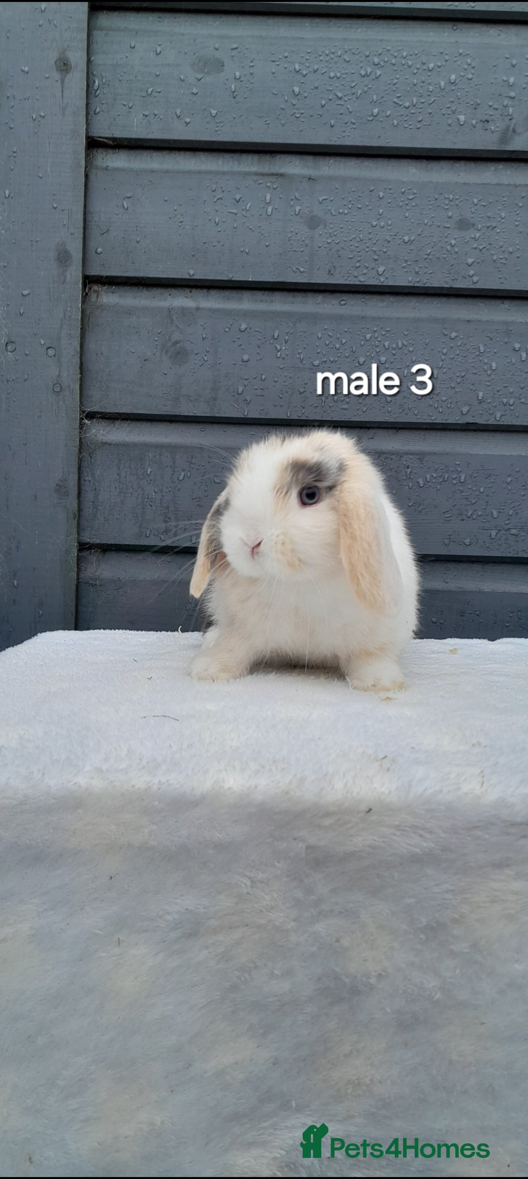 Mini Lop rabbits for sale: Purebred mini lops ready now  - Advert 10