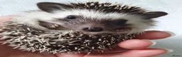 Pygmy Hedgehog rodents for sale: Full pedigree African pygmy hedgehog babies  - Advert 17