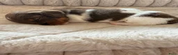 Miniature Dachshund dogs for sale: Adorable long haired miniature dachshund  in Bristol - Advert 12