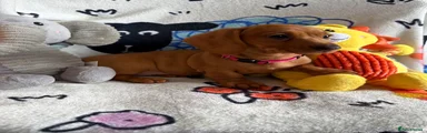 Miniature Dachshund 3