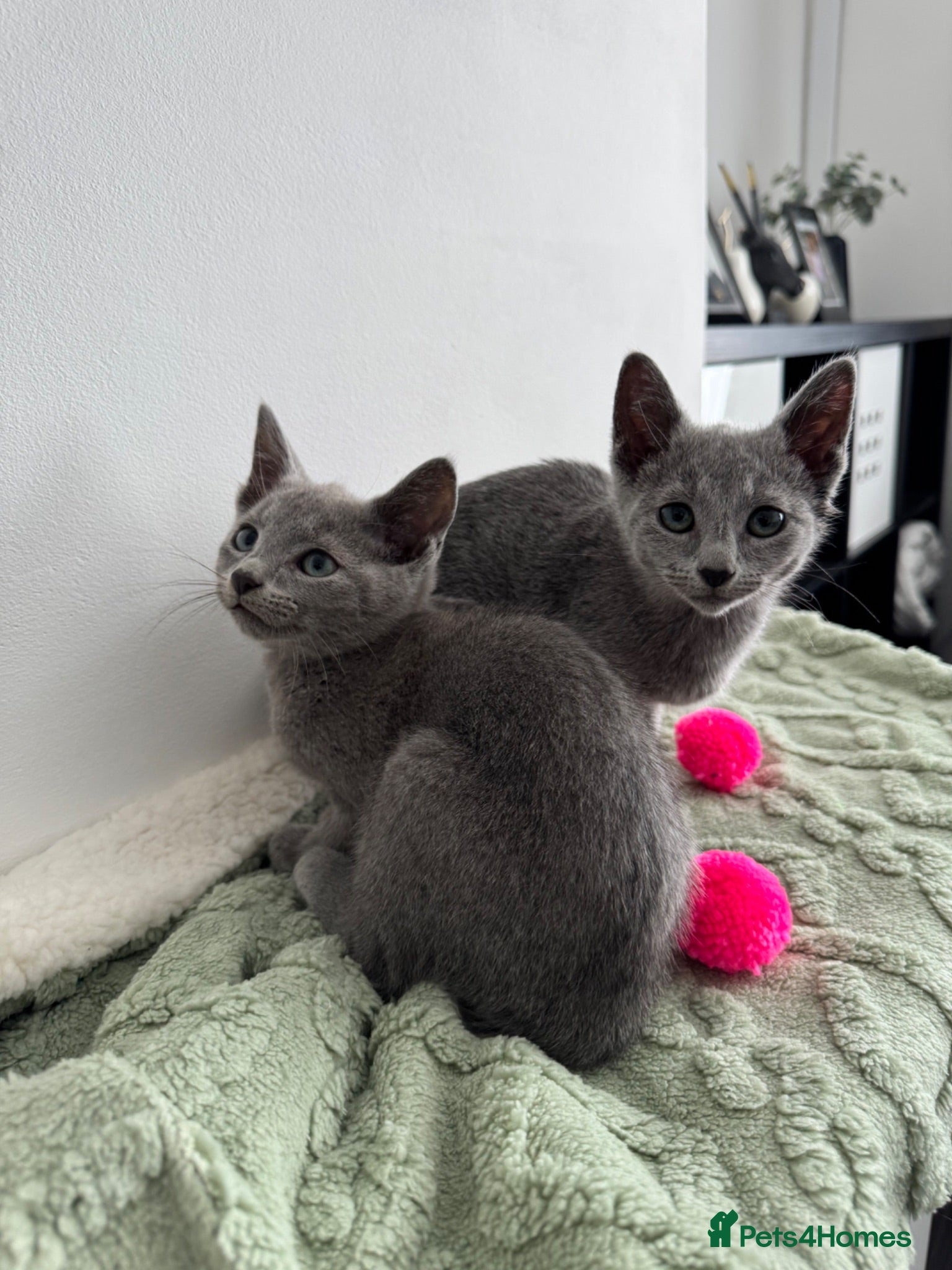 Russian Blue cats Last two TICA active Russian Blue kittens  - Advert 18