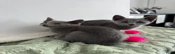 Russian Blue cats for sale: TICA active boy and girl Russian Blue kittens  - Advert 1