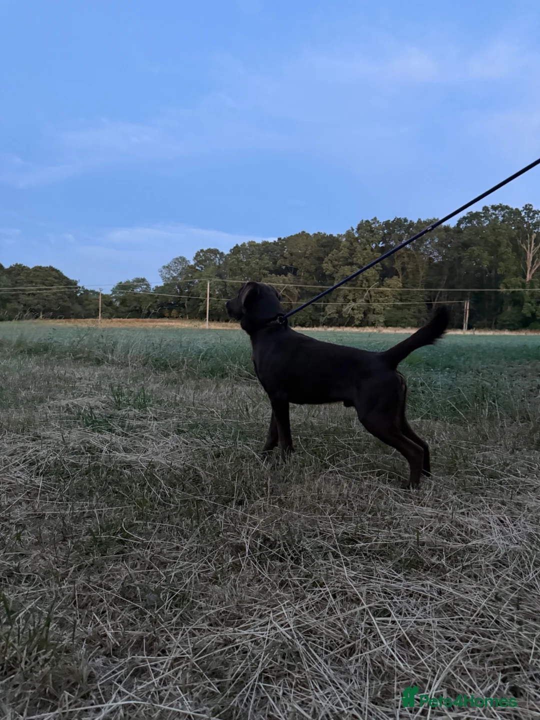 Labrador Retriever dogs for stud: Stud Labrador chocolate/red fox in Halstead - Advert 2