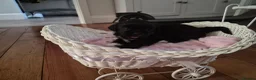 Shih Tzu dogs for sale: Shi tzu puppies  in Redcar - Advert 4