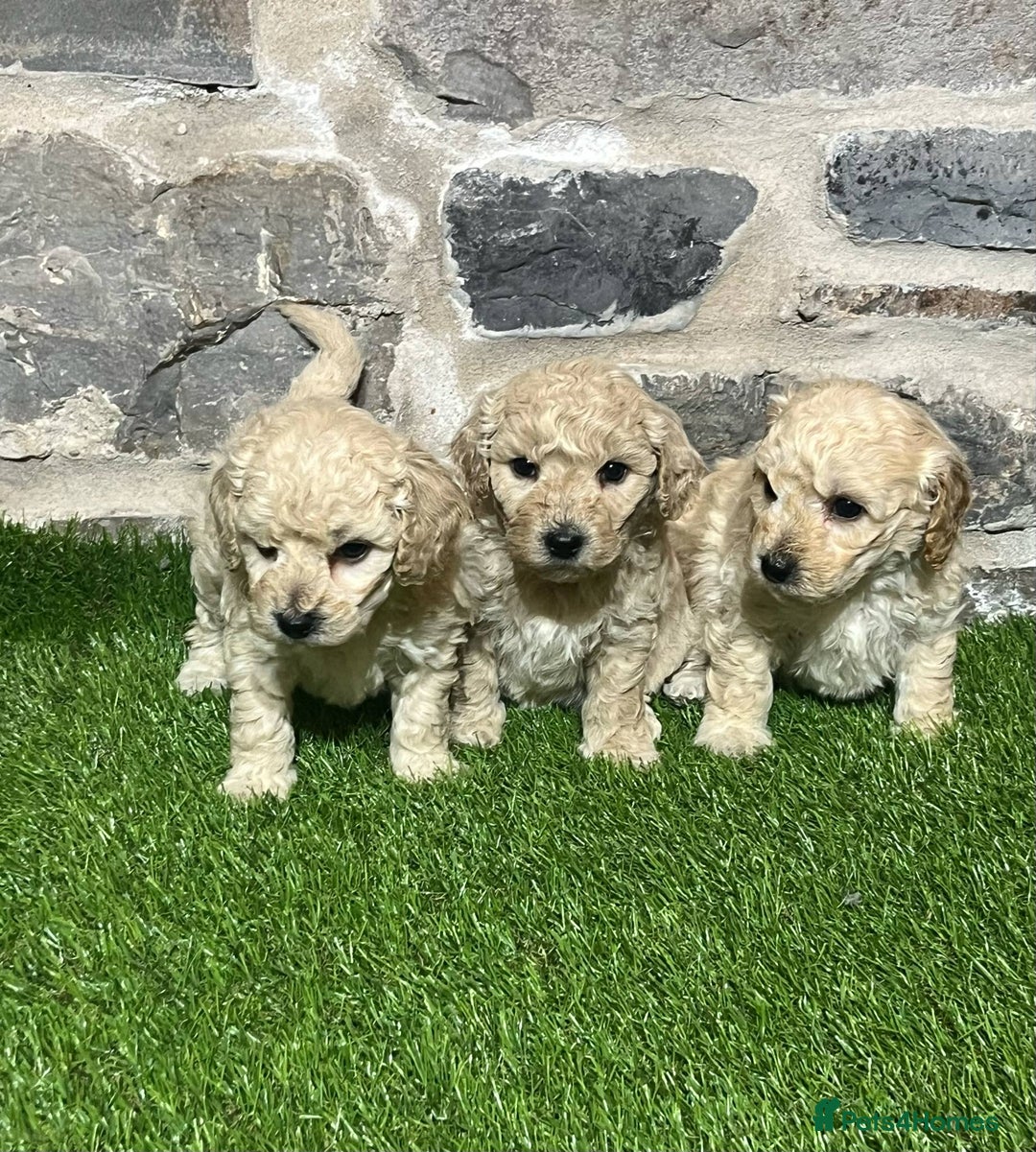 Poochon dogs for sale: Poochons Ready  **  Eve - Advert 3