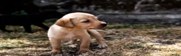 Labrador Retriever dogs for sale: Beautiful Yellow and Black KC Puppys - Advert 6