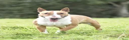 English Bull Terrier dogs for sale: Beautiful miniature English bull terrier puppies - Advert 3
