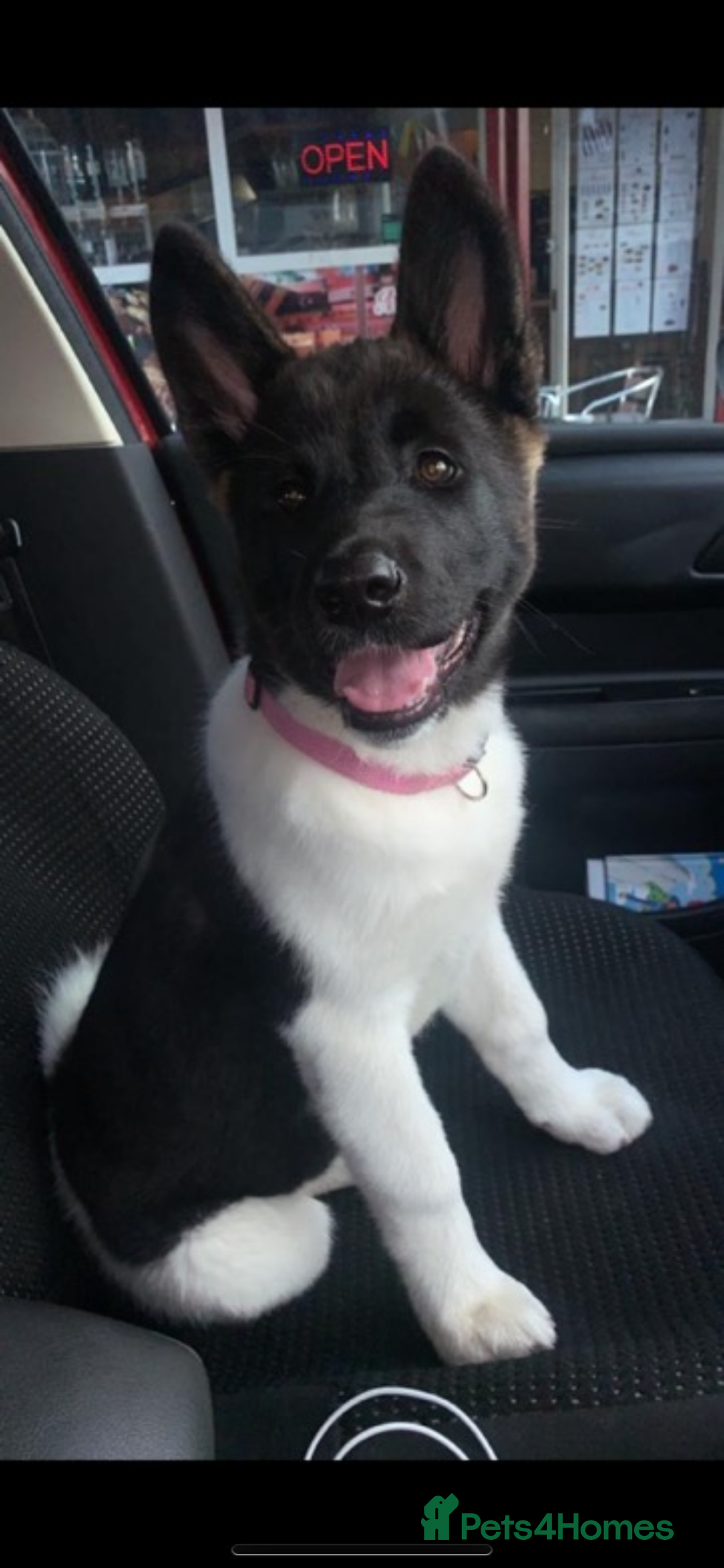Akita dogs for sale: Emergency home needed before euthanasia  - Advert 6