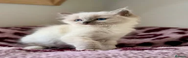 Blue mitted girl
