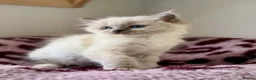 Ragdoll cats for sale: TICA registered cherubim and ragdoll kittens - Advert 5