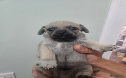 Mixed Breed dogs for sale: Mixed breed puppies  - Image 1