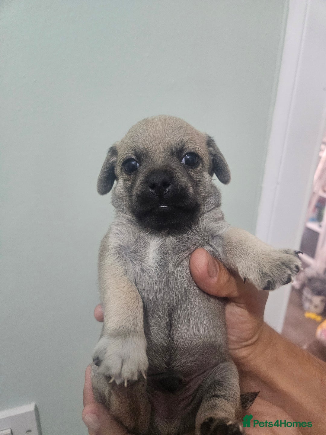 Mixed Breed dogs for sale: Mixed breed puppies  - Image 1