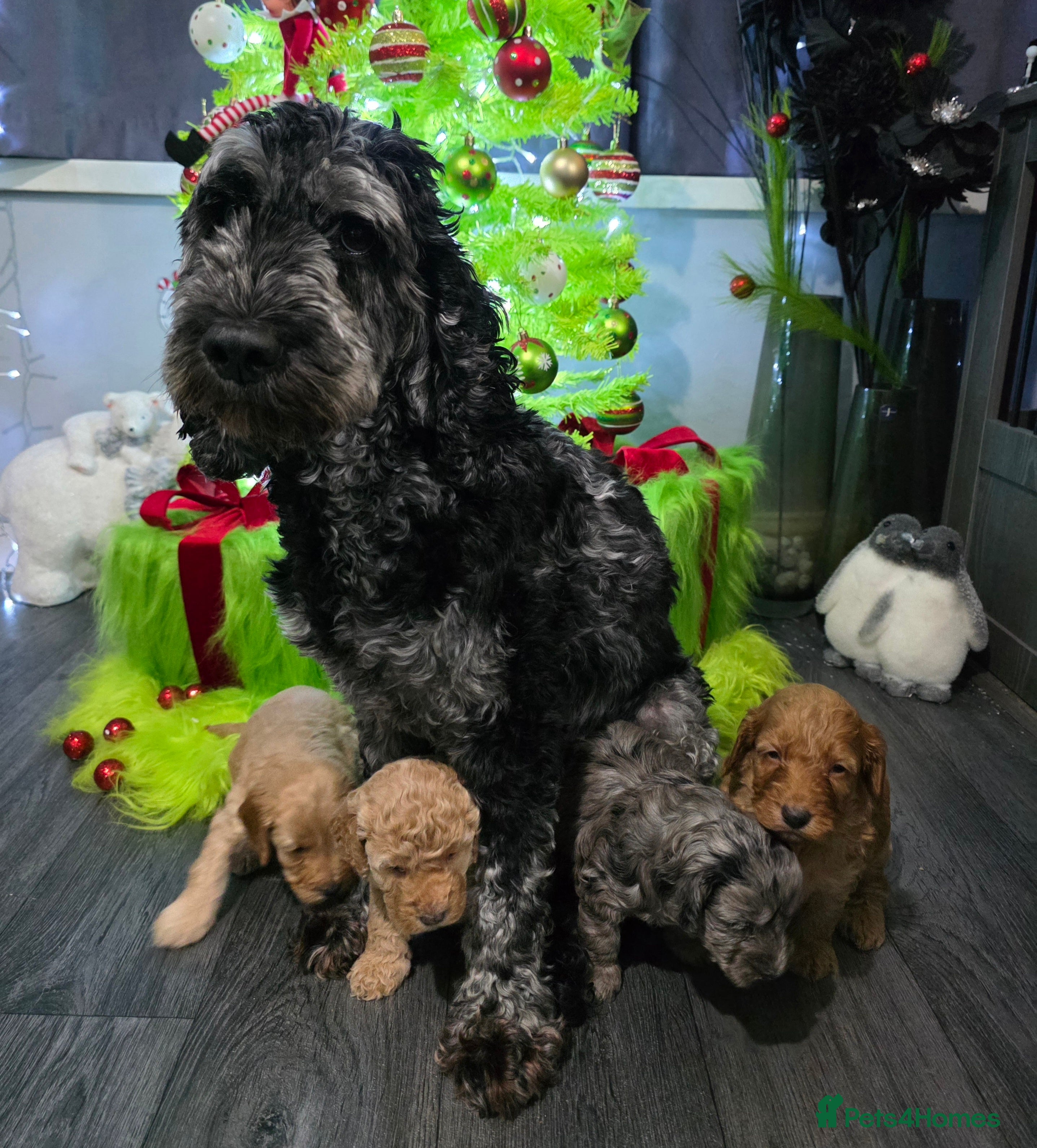 Cockapoo dogs Ready Now - 2 Lovely Cockapoo Puppies Remaining  - Advert 1