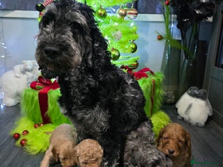 Cockapoo dogs Ready Now - 2 Lovely Cockapoo Puppies Remaining - Advert 1