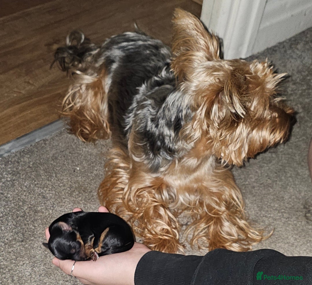 Yorkshire Terrier dogs for sale: Yorkshire terrier  - Advert 18