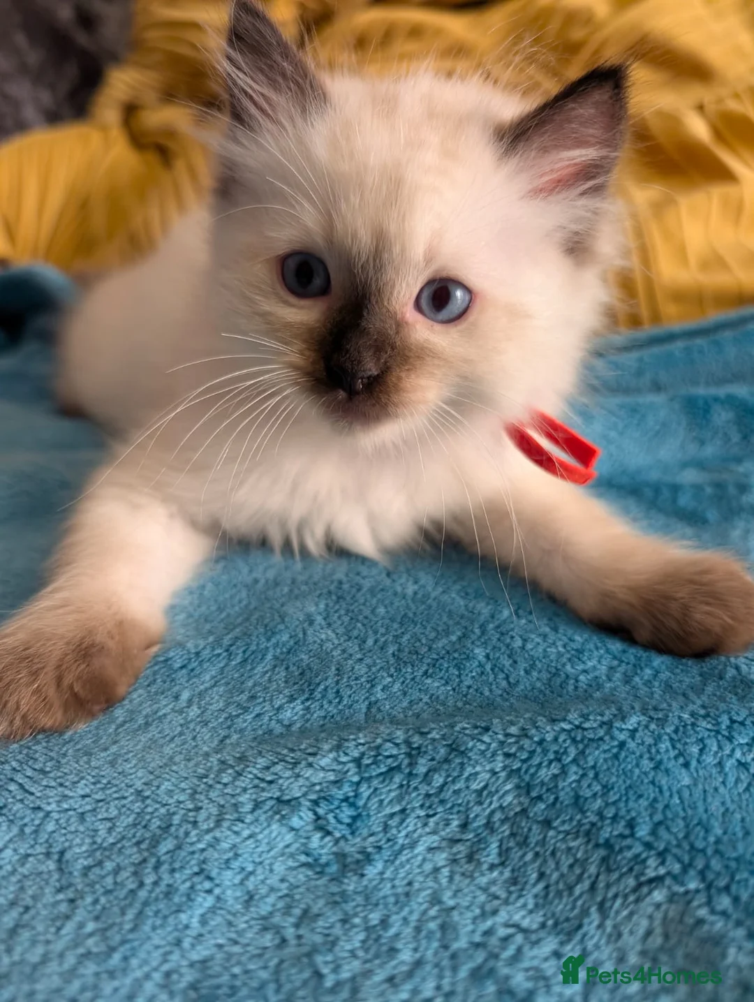 Ragdoll cats for sale: 💛GCCF Registered 💛Ragdoll kittens   - Advert 2