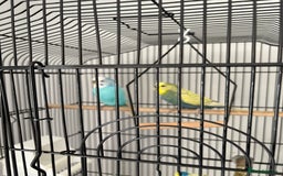 Budgerigars birds for sale: 2 pairs of Budgies  - Image 6