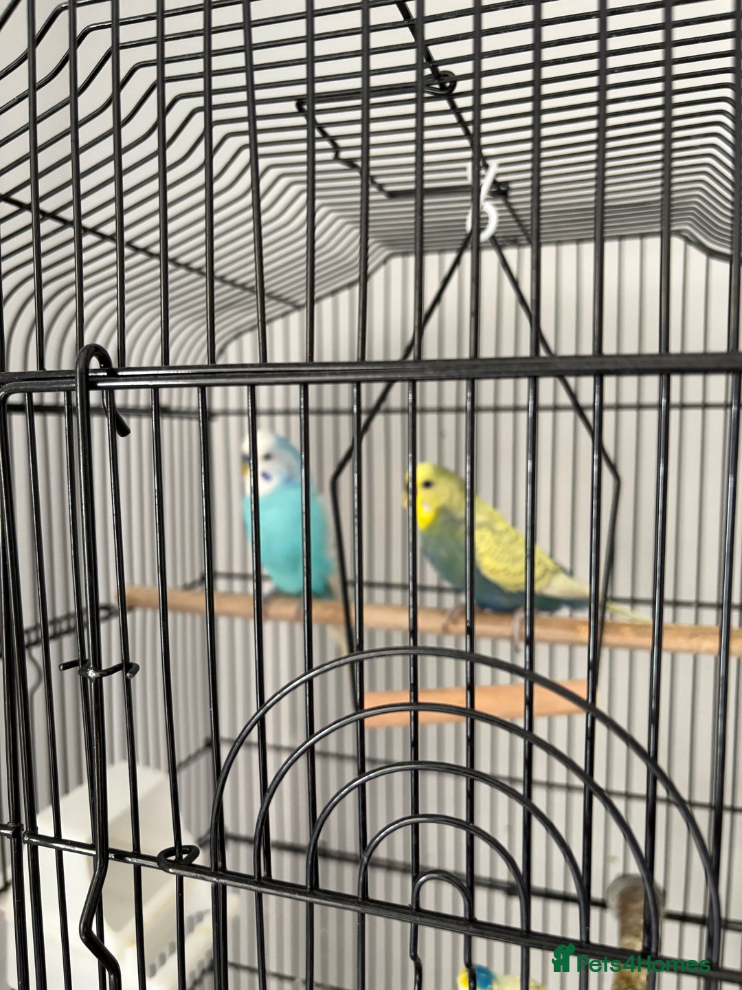 Budgerigars birds for sale: 2 pairs of Budgies  - Image 6