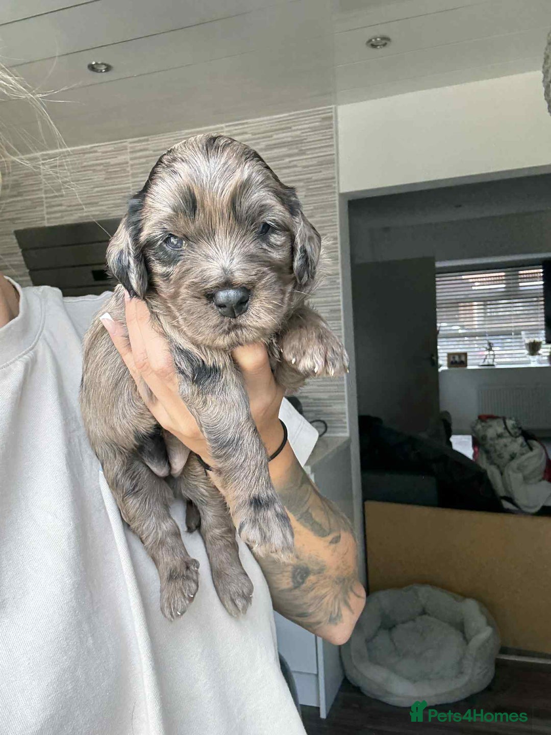 Cockapoo dogs for sale: Merle cockapoo  - Image 10