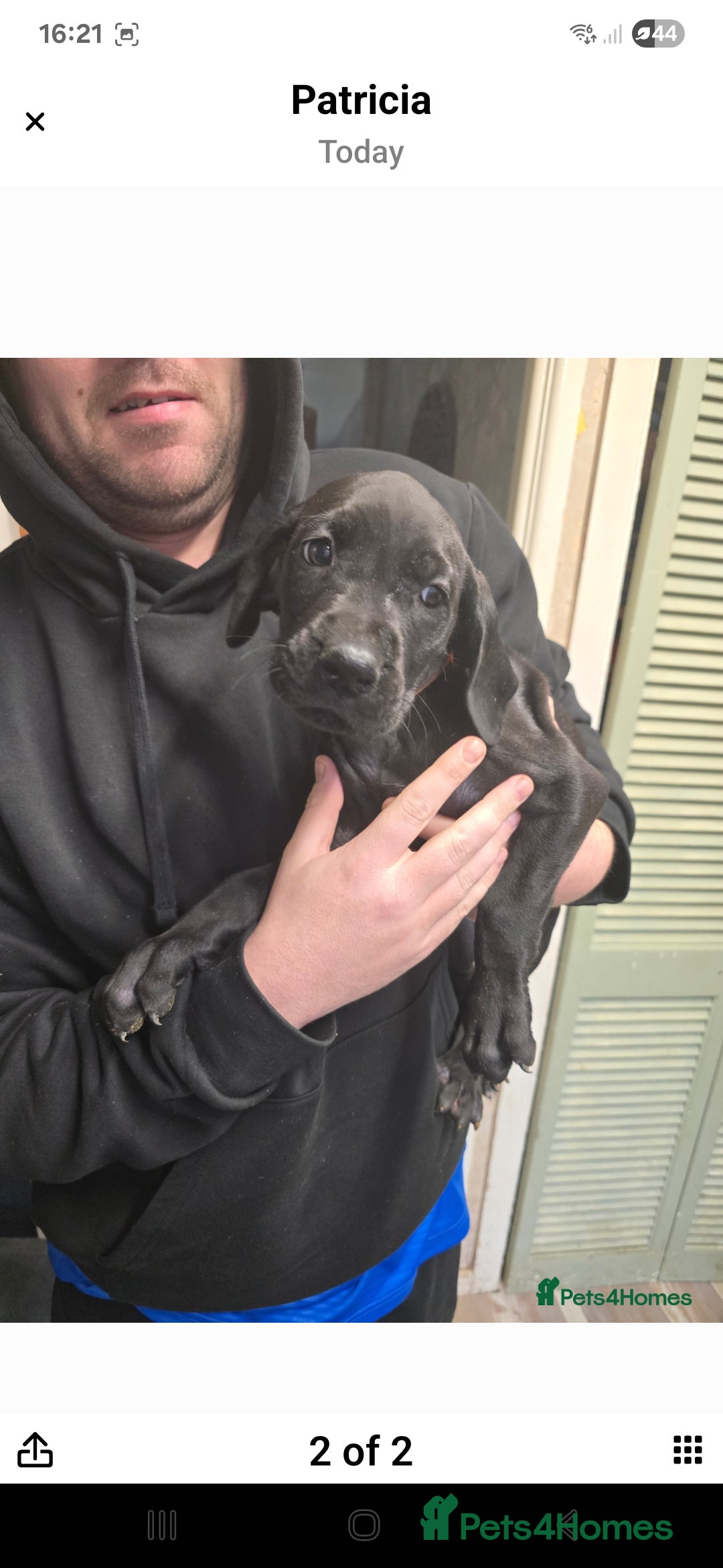 Great Dane dogs Beautiful great danes - Advert 9