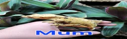 Gecko reptiles for sale: Dalmatian Crested Gecko Girl in Stockport - Advert 7