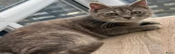 Siberian cats for sale: Rare Beautiful Cats Looking For a Loving Home in Blackburn - Advert 4