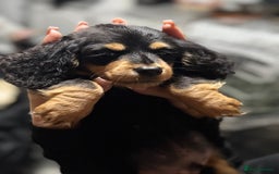 Miniature Dachshund dogs for sale: Longhair miniature Duchshund 🩵1boy 1girl left🩷 - Advert 4