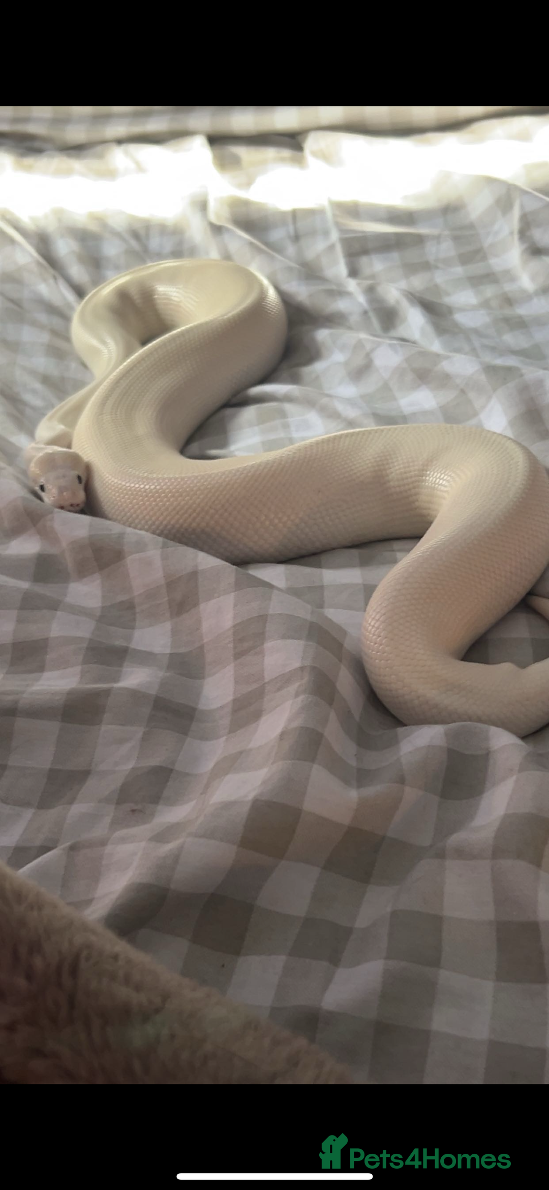 Python Snake reptiles for sale: ivory blue eyes lucy and full set up  - Advert 2