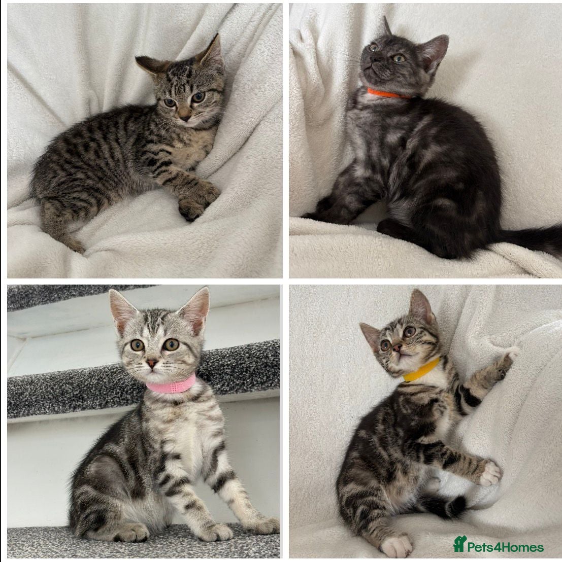 Mixed Breed cats 4 Lovely Kittens Ready To Join Your Family Today😻 - Advert 1