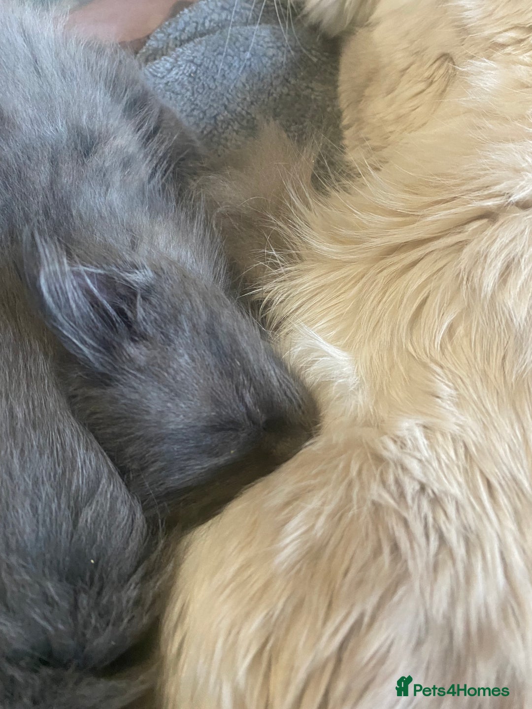 Mixed Breed cats for sale: 3 beautiful ragdoll cross British shorthair - Advert 3