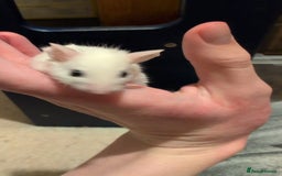 Mouse rodents for sale: Super tame handled African soft fur mice  - Image 22