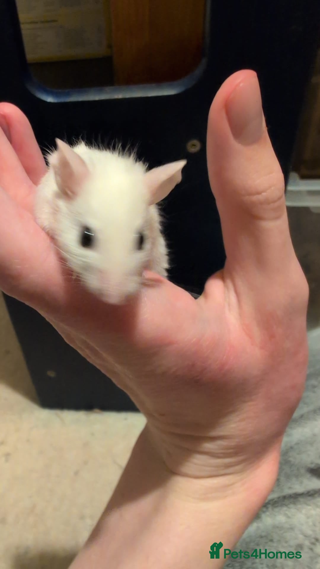 Mouse rodents for sale: Super tame handled African soft fur mice  - Image 22